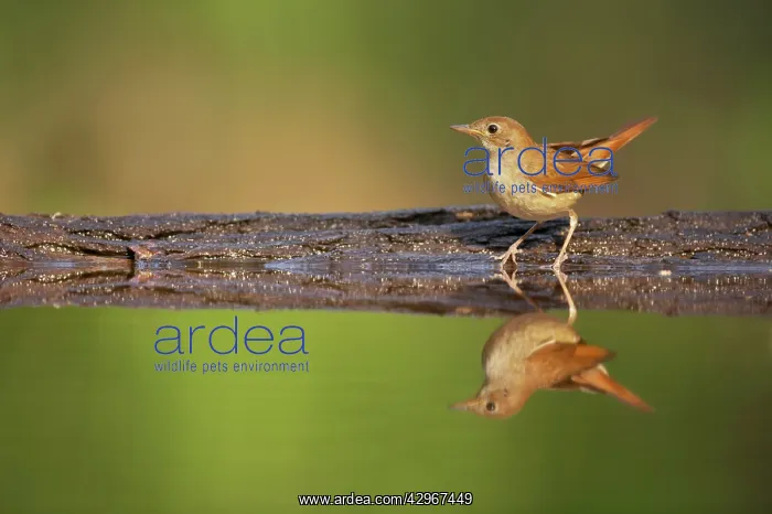 : Nightingale - with reflection in forest pool : Nightingale - with reflection in forest pool