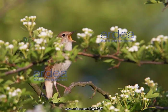 : Nightingale - singing : Nightingale - singing