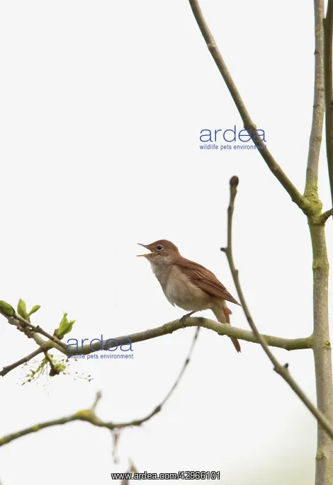 : Nightingale - singing : Nightingale - singing