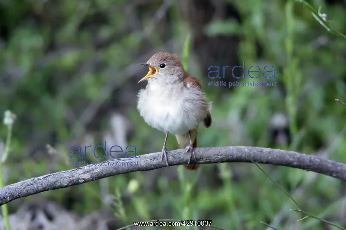 : Nightingale - singing from branch : Nightingale - singing from branch