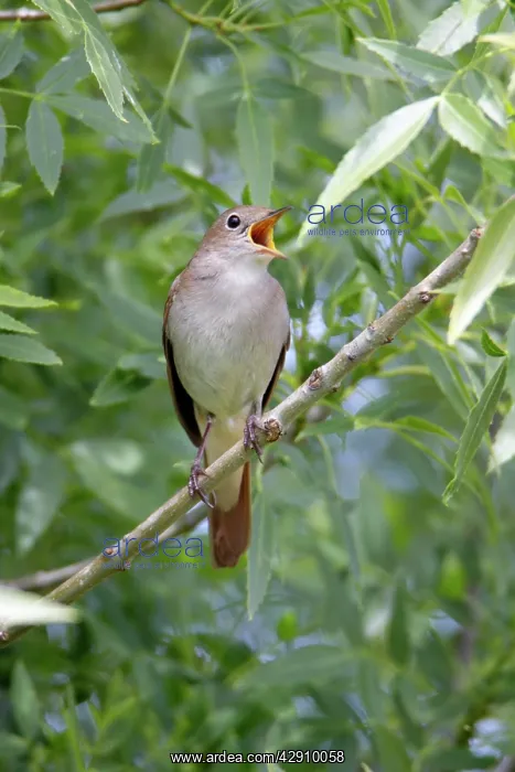 : Nightingale - singing from branch : Nightingale - singing from branch