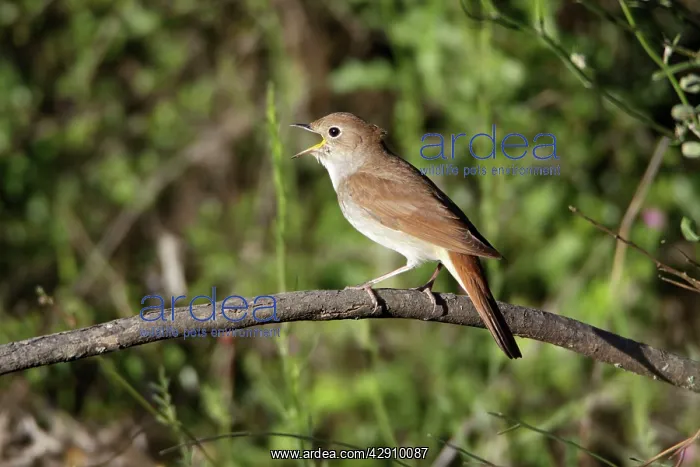 : Nightingale - singing from branch : Nightingale - singing from branch