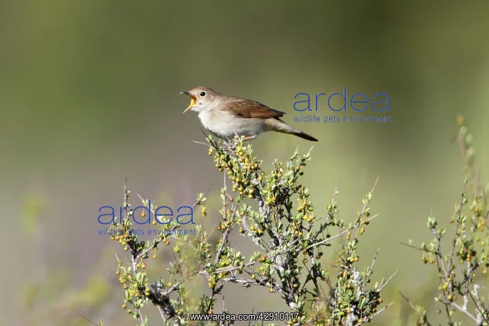 : Nightingale - singing from bush top : Nightingale - singing from bush top