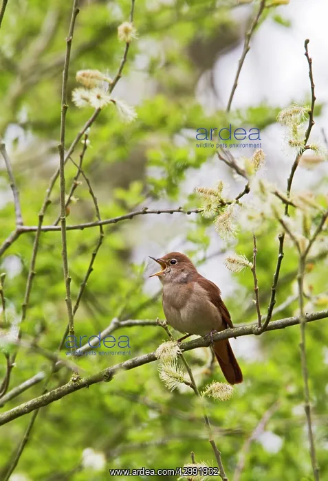 : Nightingale - singing from cover : Nightingale - singing from cover