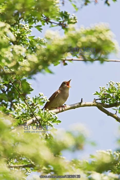 : Nightingale - singing from hawthorn bush : Nightingale - singing from hawthorn bush