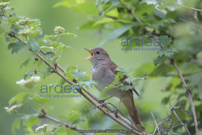 : Nightingale - singing male - Germany : Nightingale - singing male - Germany