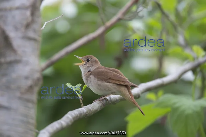 : Nightingale - singing male - Germany : Nightingale - singing male - Germany