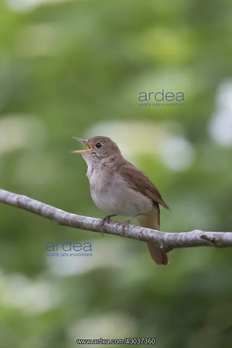 : Nightingale - singing male - Germany : Nightingale - singing male - Germany