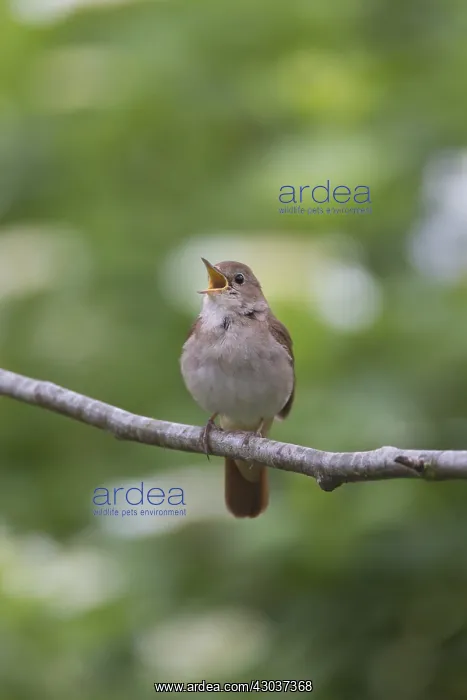 : Nightingale - singing male - Germany : Nightingale - singing male - Germany