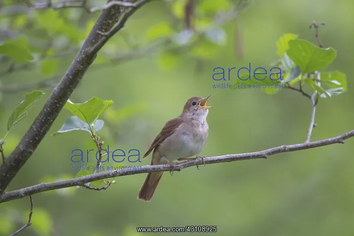 : Nightingale - singing male - Germany : Nightingale - singing male - Germany