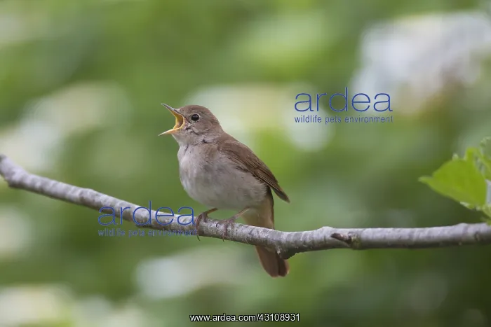 : Nightingale - singing male - Germany : Nightingale - singing male - Germany