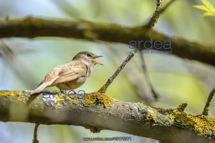 : The nightingale sings, having opened a beak : The nightingale sings, having opened a beak