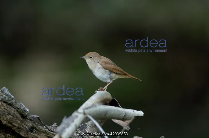  : Nightingale - in spring on territory
