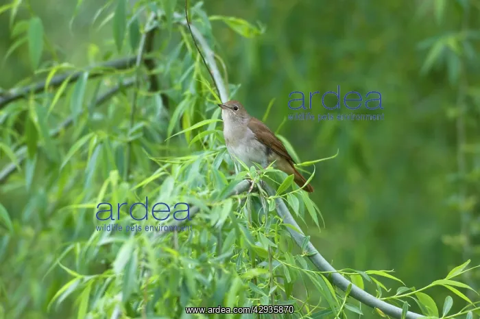 : Nightingale - in spring on territory : Nightingale - in spring on territory