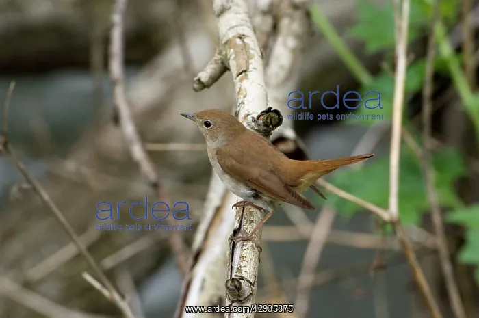 : Nightingale - in spring on territory : Nightingale - in spring on territory