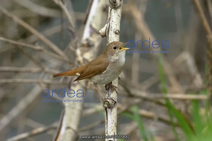 : Nightingale - in spring on territory : Nightingale - in spring on territory