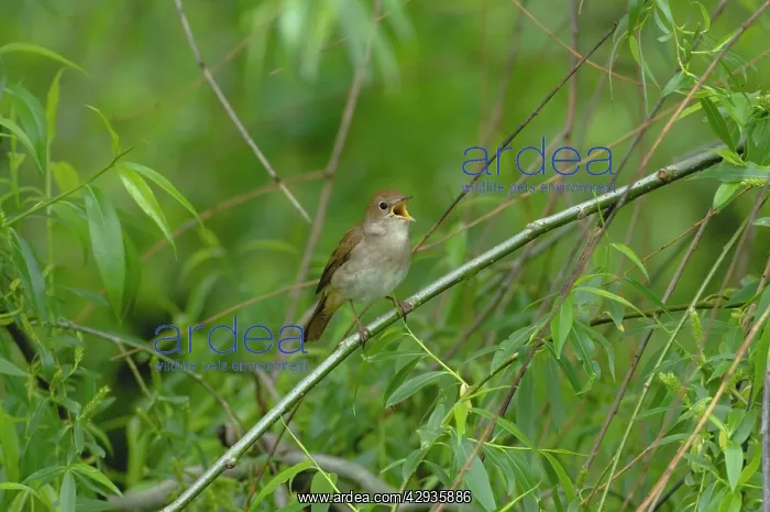 : Nightingale - in spring on territory : Nightingale - in spring on territory