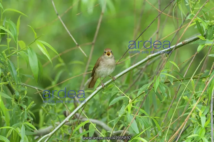 : Nightingale - in spring on territory : Nightingale - in spring on territory