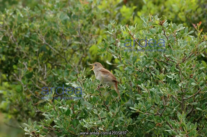 : Nightingale - in spring on territory : Nightingale - in spring on territory