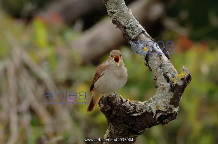 : Nightingale - in spring on territory : Nightingale - in spring on territory