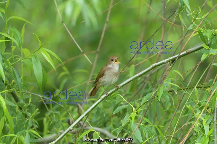 : Nightingale - in spring on territory singing : Nightingale - in spring on territory singing