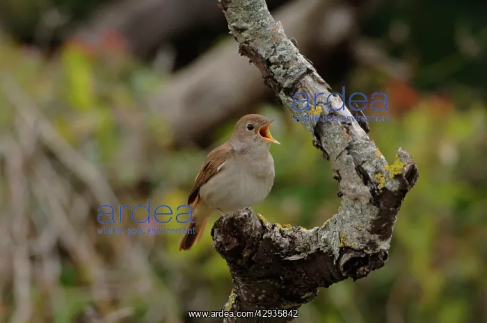 : Nightingale - in spring on territory singing : Nightingale - in spring on territory singing
