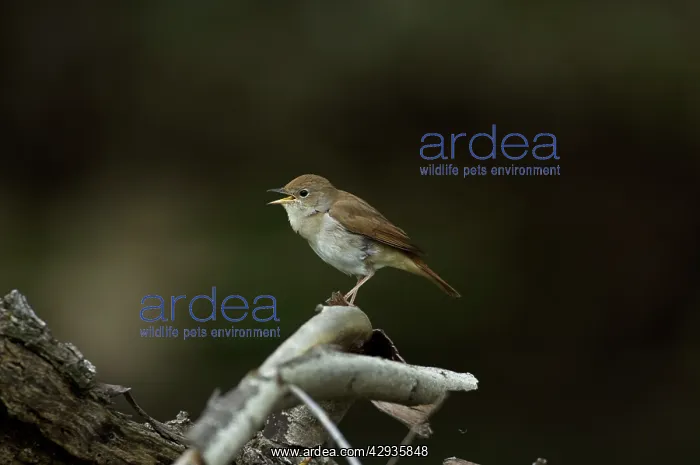  : Nightingale - in spring on territory singing