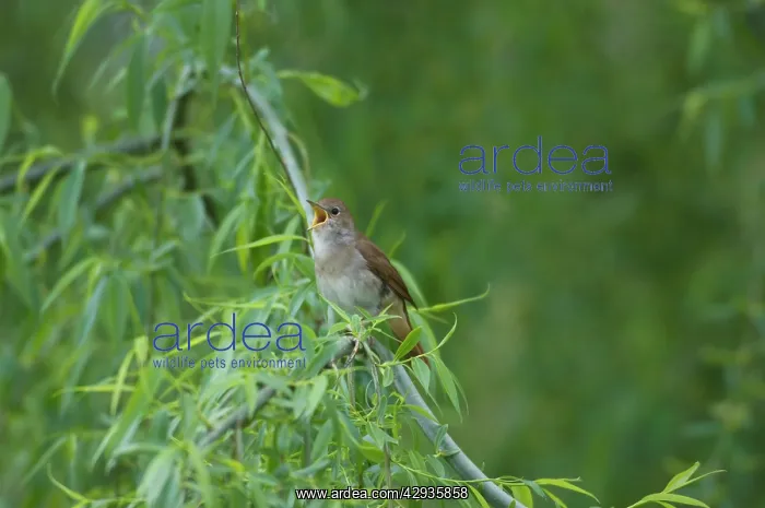 : Nightingale - in spring on territory singing : Nightingale - in spring on territory singing