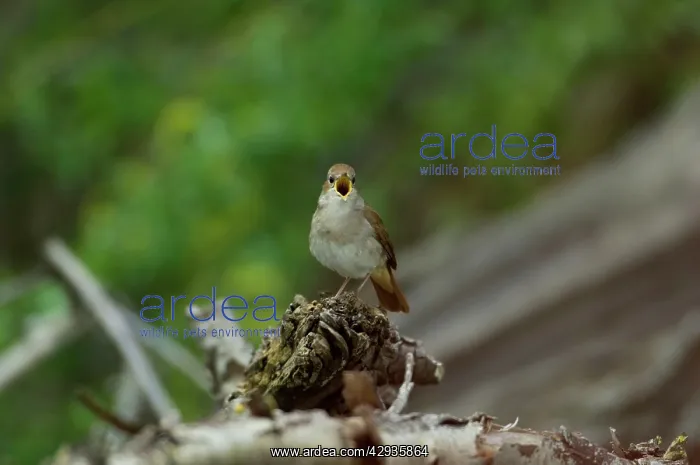 : Nightingale - in spring on territory singing, full on : Nightingale - in spring on territory singing, full on