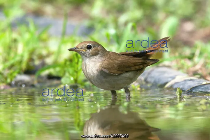: Nightingale - standing in pool Bulgaria (Luscinia : Nightingale - standing in pool Bulgaria (Luscinia