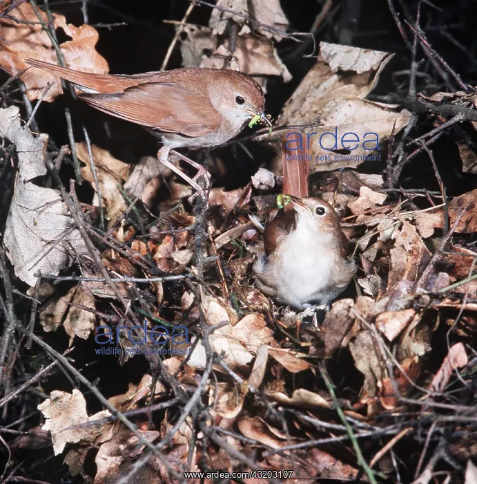 : NIGHTINGALE - x two in nest : NIGHTINGALE - x two in nest