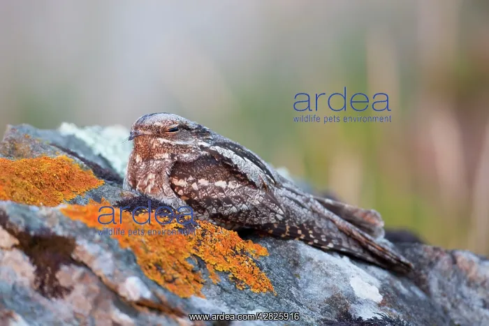 : Nightjar (Caprimulgus europaeus). Lizard - Cornwall - UK : Nightjar (Caprimulgus europaeus). Lizard - Cornwall - UK