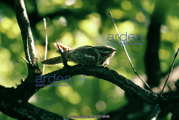 : Nightjar - on branch, at dusk : Nightjar - on branch, at dusk