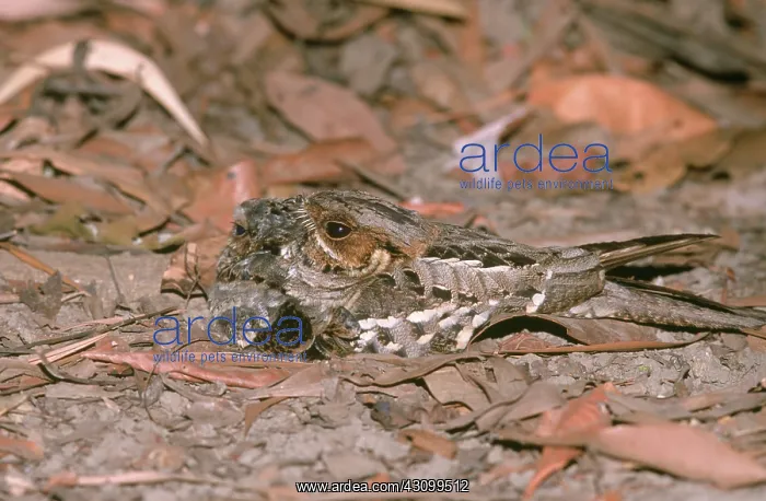 : Nightjar camouflaged with chick : Nightjar camouflaged with chick