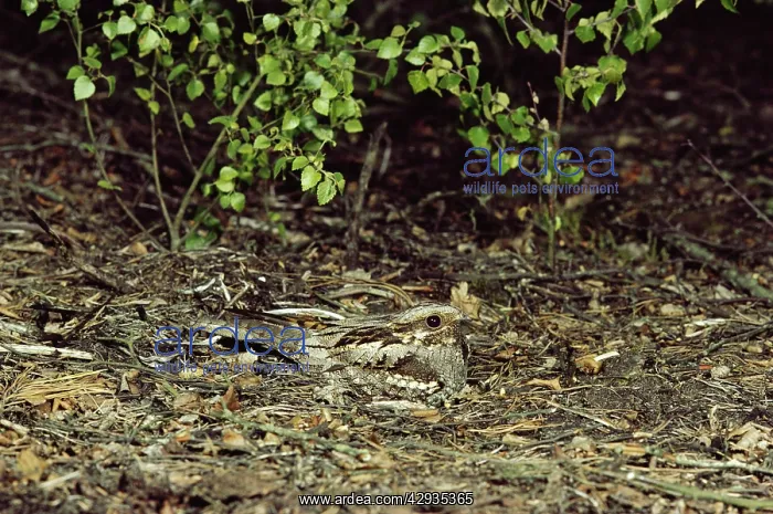 : NIGHTJAR - camouflaged on ground : NIGHTJAR - camouflaged on ground