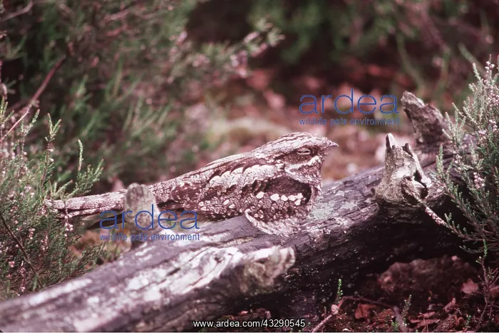 : NIGHTJAR - with eye closed, on tree trunk : NIGHTJAR - with eye closed, on tree trunk