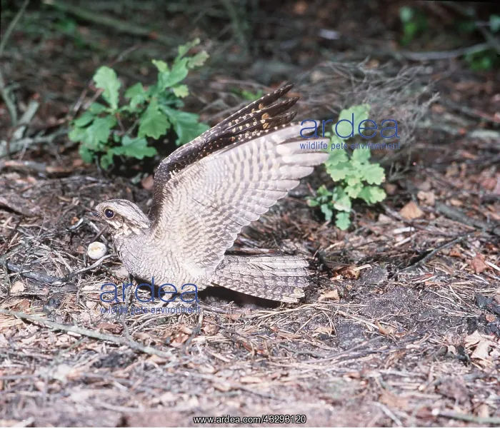 : NIGHTJAR - female, on ground with wings up : NIGHTJAR - female, on ground with wings up