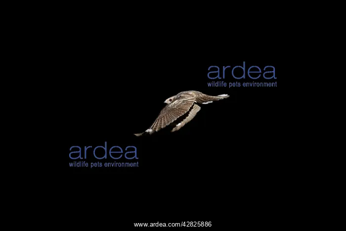 : Nightjar - in flight : Nightjar - in flight