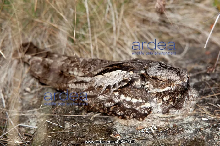 : Nightjar - on the ground : Nightjar - on the ground