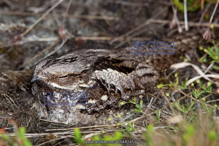 : Nightjar - on the ground : Nightjar - on the ground
