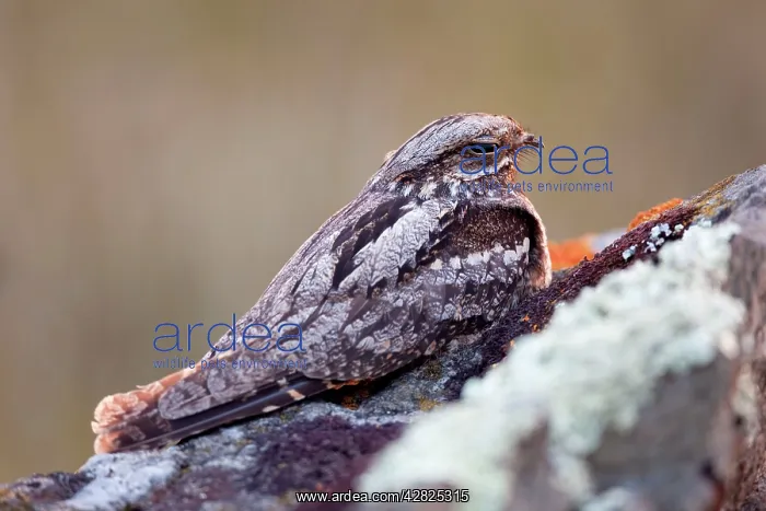  : Nightjar - on ground in evening