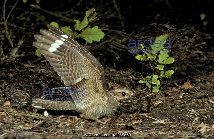  : NIGHTJAR - male, displaying on ground, with wings