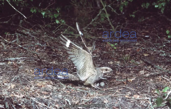 : NIGHTJAR - male with wings up : NIGHTJAR - male with wings up