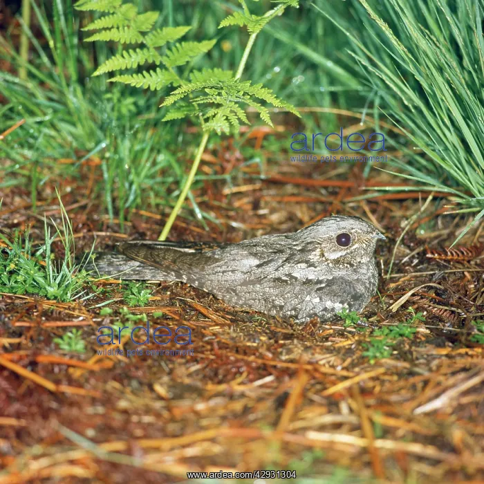 : NIGHTJAR - on nest : NIGHTJAR - on nest