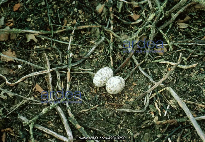 : NIGHTJAR - Nest with eggs : NIGHTJAR - Nest with eggs