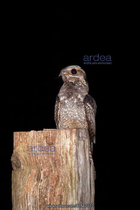 : Nightjar - on a post : Nightjar - on a post