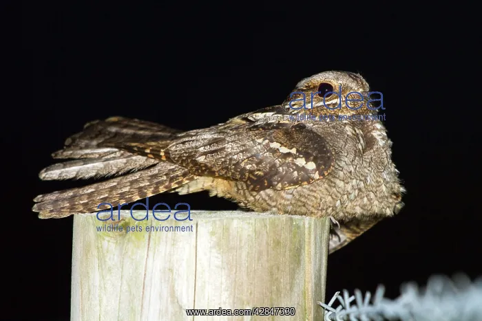 : Nightjar - on a post : Nightjar - on a post