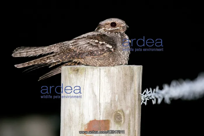 : Nightjar - on a post : Nightjar - on a post