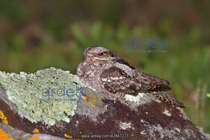 : Nightjar - on a rock : Nightjar - on a rock