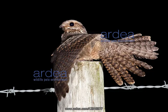 : Nightjar - with wings open on a post : Nightjar - with wings open on a post